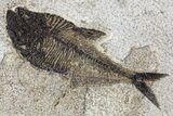 Tall Green River Fossil Fish Mural With Huge Diplomystus #158726-1